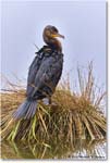 Cormorant_ChincoNWR_2023Jun_R5B09889 copy