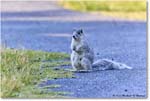 FoxSquirrel_ChincoNWR_2023Jun_R5B11015 copy