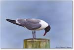 LaughingGull_OysterBay_2023Jun_R5B10019 copy