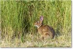 Rabbit_Assateague_2023Jun_R5B11010 copy