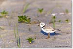 PipingPlover_Assateague_2023Jun_R5B10868 copy