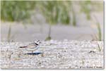 PipingPlover_Assateague_2023Jun_R5B11186 copy