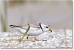 PipingPlover_Assateague_2023Jun_R5B11229 copy
