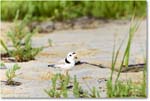 PipingPlover_Assateague_2023Jun_R5B11568 copy