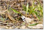 PipingPlover_Assateague_2023Jun_R5B11600 copy