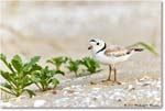 PipingPlover_Assateague_2023Jun_R5B11740 copy
