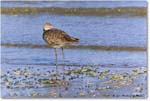 Willet_Assateague_2023Jun_R5B10410 copy