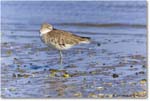 Willet_Assateague_2023Jun_R5B10427 copy