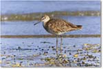 Willet_Assateague_2023Jun_R5B10439 copy
