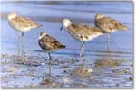 Willet_Assateague_2023Jun_R5B10529 copy