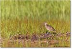 Willet_Assateague_2023Jun_R5B10718 copy