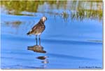 Willet_Assateague_2023Jun_R5B10995 copy