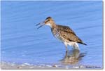 Willet_ChincoNWR_2023Jun_R5B11788 copy