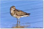 Willet_ChincoNWR_2023Jun_R5B11857 copy
