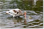 WhiteIbis_ChincoNWR_2023Jun_R5B11487 copy