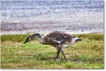 CanadaGoosling_OysterBay_2025Jun_R5A25580