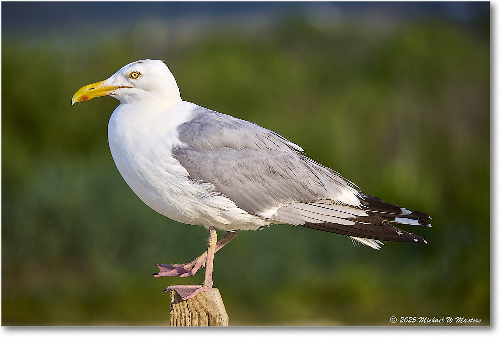 HerringGull_Assateague_2025Jun_R5A25764