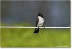 EasternKingbird_ChincoteagueNWR_2025Jun_R5C03569