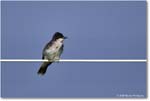 EasternKingbird_ChincoteagueNWR_2025Jun_R5C03638