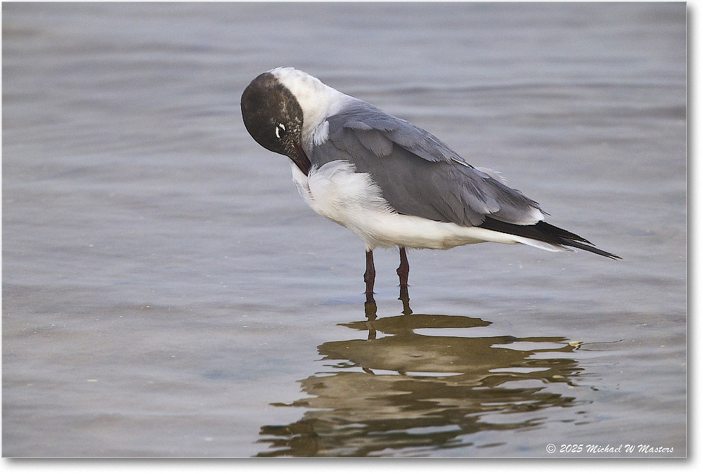 LaughingGull_Assateague_2025Jun_R5D01936