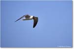 LaughingGull_OysterBay_2025Jun_R5A25654