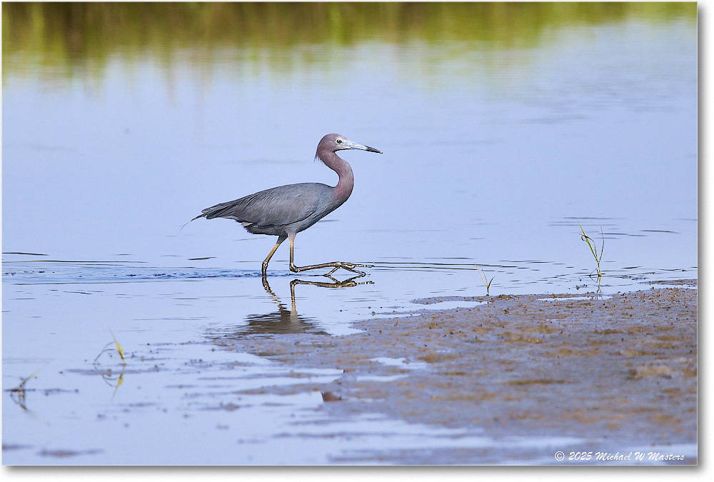 LittleBlueHeron_ChincoteagueNWR_2025Jun_R5C03305