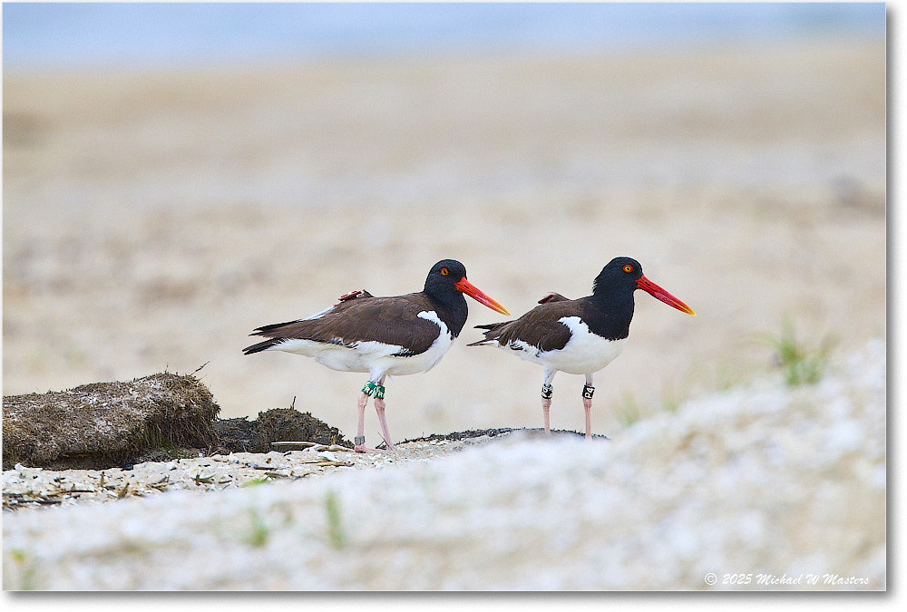 Oystercatcher_Assateague_2025Jun_R5D01508