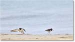 Oystercatcher_Assateague_2025Jun_R5D01513