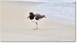 Oystercatcher_Assateague_2025Jun_R5D01521
