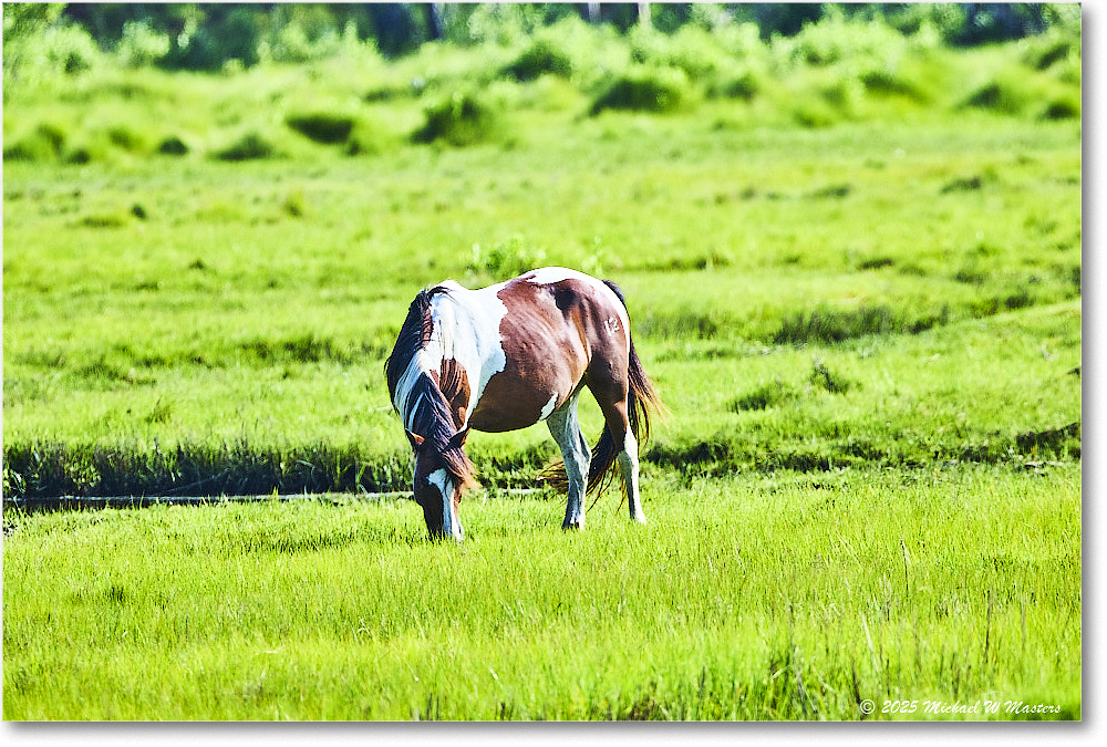 Pony_ChincoteagueNWR_2025Jun_R5D01664