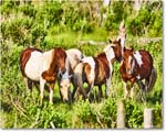 Pony_ChincoteagueNWR_2025Jun_R5A25925