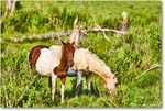 Pony_ChincoteagueNWR_2025Jun_R5A25927
