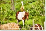 Pony_ChincoteagueNWR_2025Jun_R5A25935