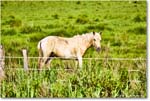 Pony_ChincoteagueNWR_2025Jun_R5A25949