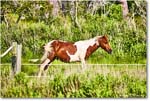 Pony_ChincoteagueNWR_2025Jun_R5A25951