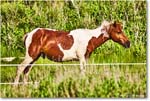 Pony_ChincoteagueNWR_2025Jun_R5A25954