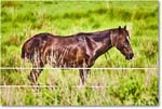 Pony_ChincoteagueNWR_2025Jun_R5A25963