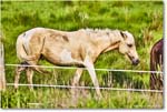 Pony_ChincoteagueNWR_2025Jun_R5A25964