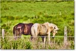 Pony_ChincoteagueNWR_2025Jun_R5A25974