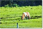 Pony_ChincoteagueNWR_2025Jun_R5D01658