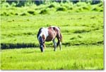 Pony_ChincoteagueNWR_2025Jun_R5D01664