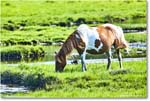 Pony_ChincoteagueNWR_2025Jun_R5D01668