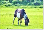 Pony_ChincoteagueNWR_2025Jun_R5D01676