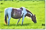 Pony_ChincoteagueNWR_2025Jun_R5D01678