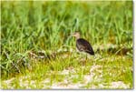 Willet_Assateague_2025Jun_R5D01687