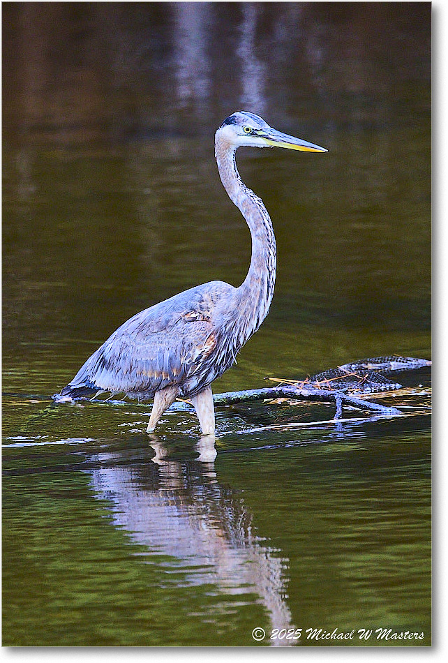 GreatBlueHeron_ChincoNWR_2025Nov_R5C05516