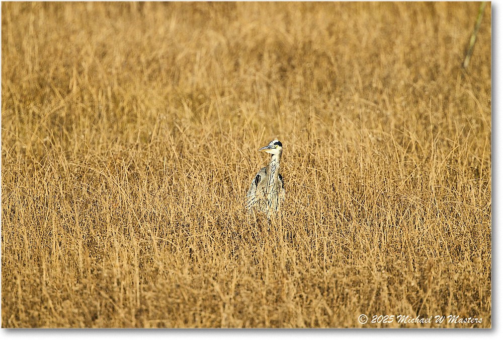 GreatBlueHeron_ChincoNWR_2025Nov_R5C05651
