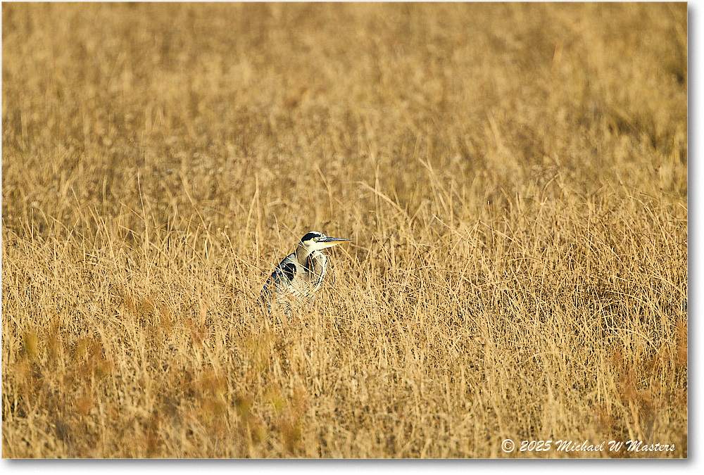 GreatBlueHeron_ChincoNWR_2025Nov_R5C05652