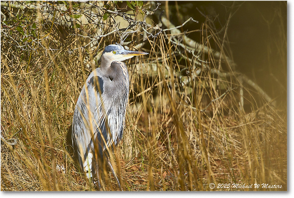 GreatBlueHeron_ChincoNWR_2025Nov_R5C05908