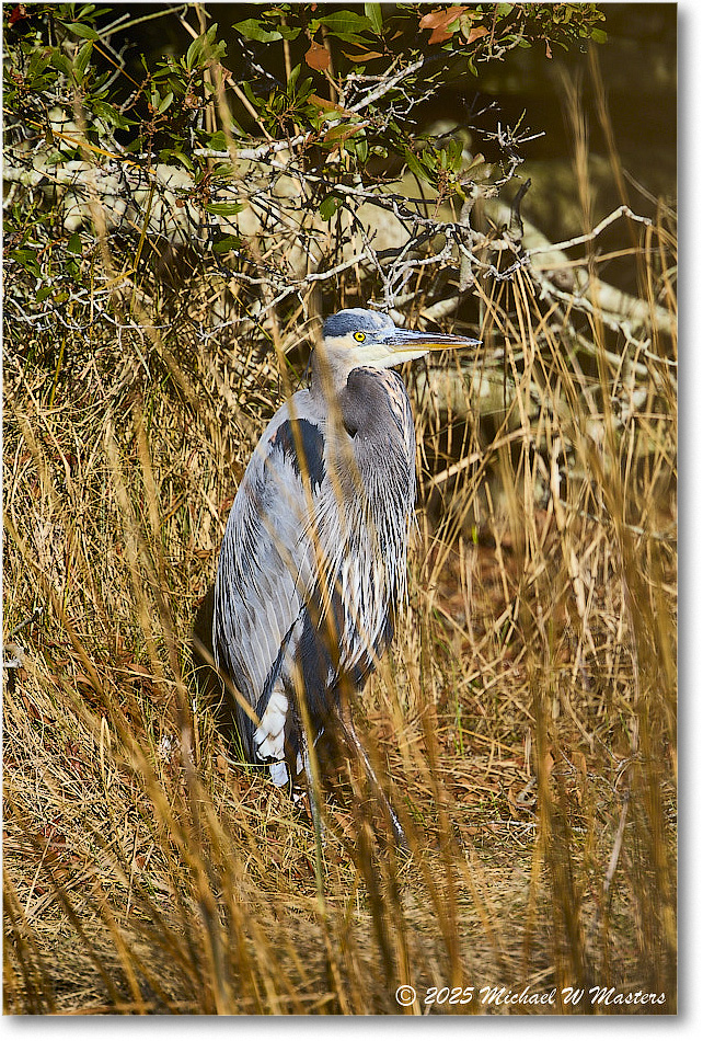 GreatBlueHeron_ChincoNWR_2025Nov_R5C05913